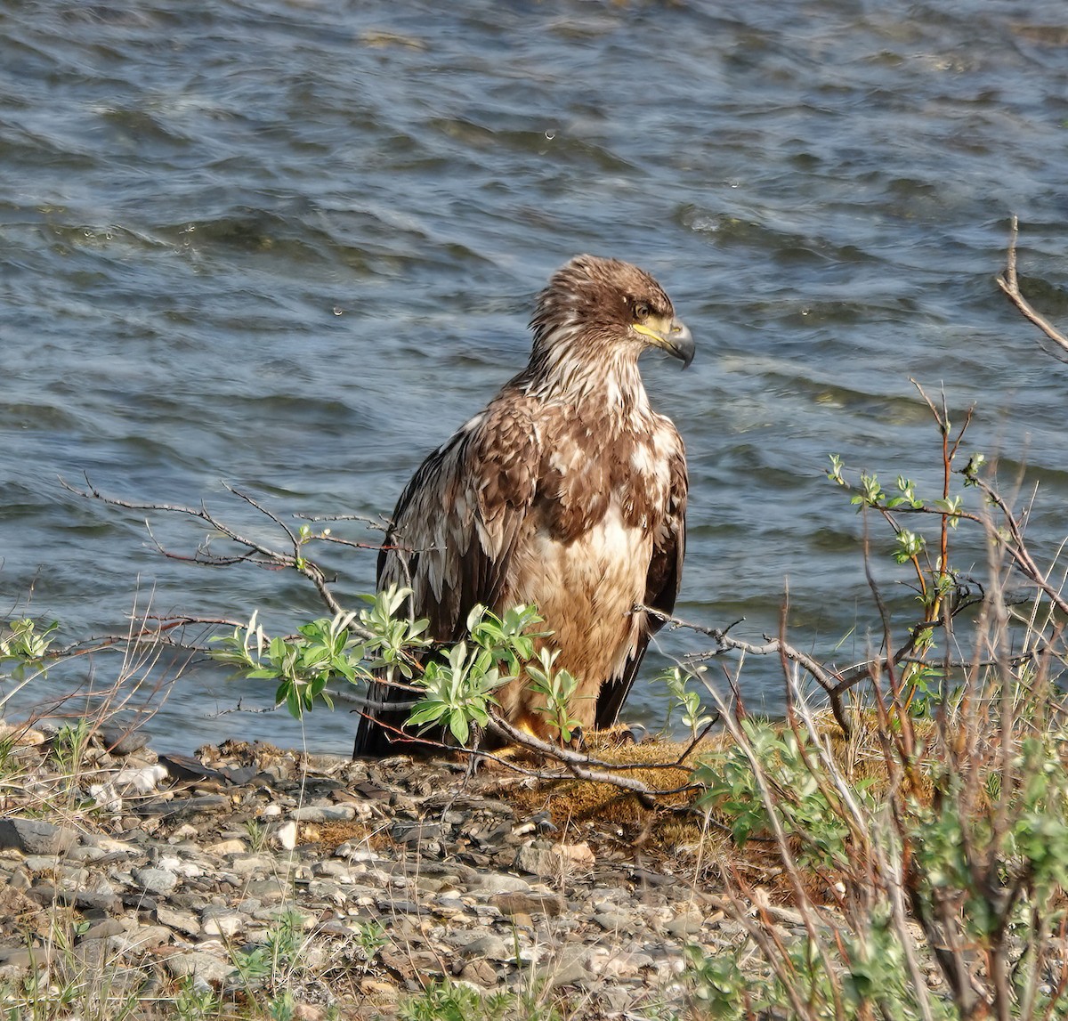 ハクトウワシ - ML638753211