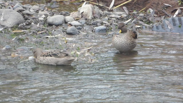 Yellow-billed Teal - ML638753223