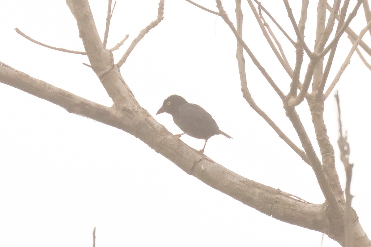 Vieillot's Black Weaver - ML638753229