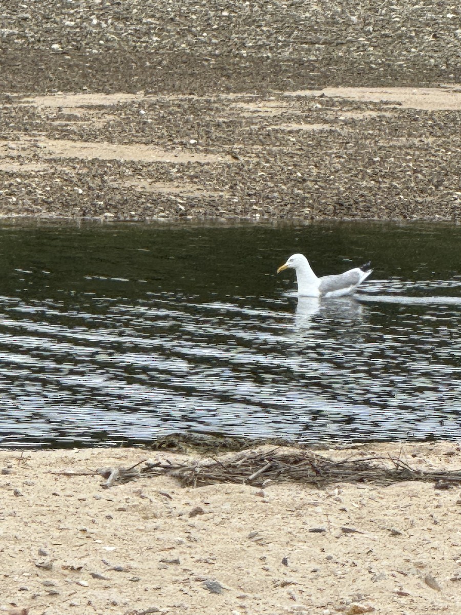 American Herring Gull - ML638753243