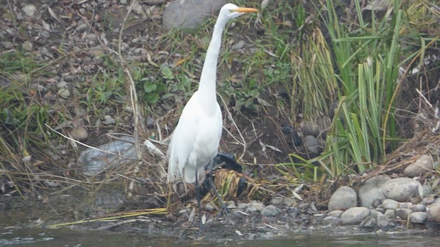 Great Egret - ML638753249