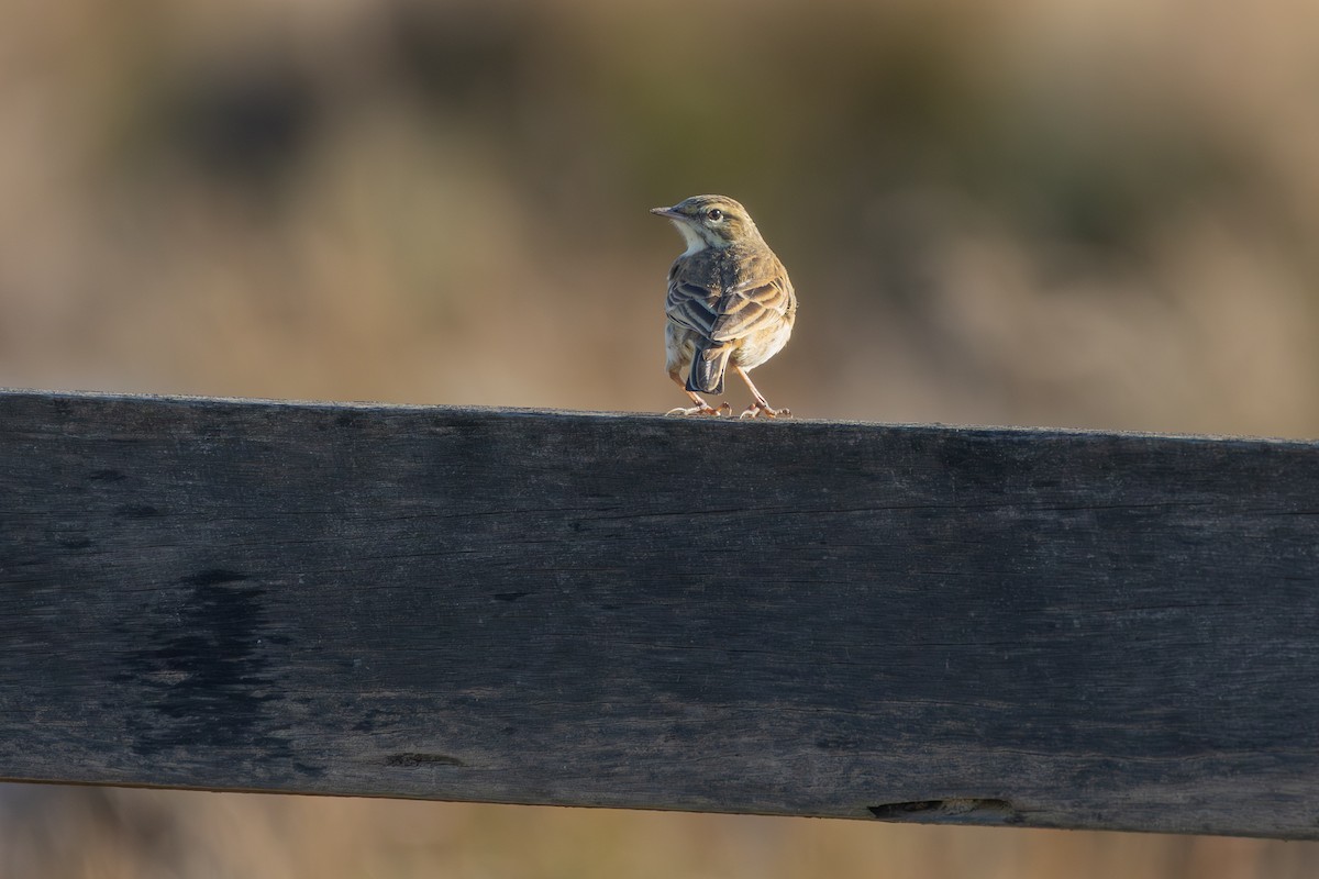 Australian Pipit - ML638753255