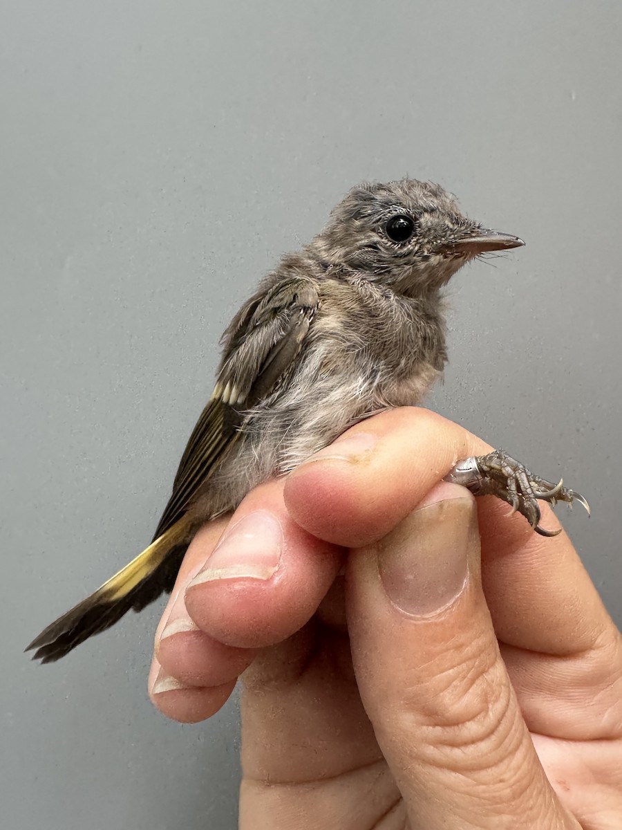 American Redstart - ML638753268