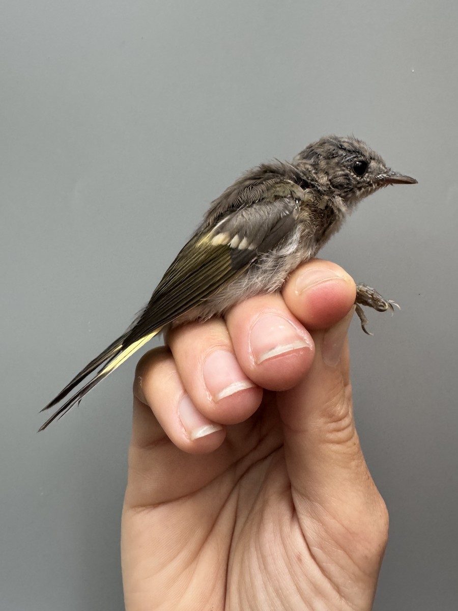 American Redstart - ML638753269