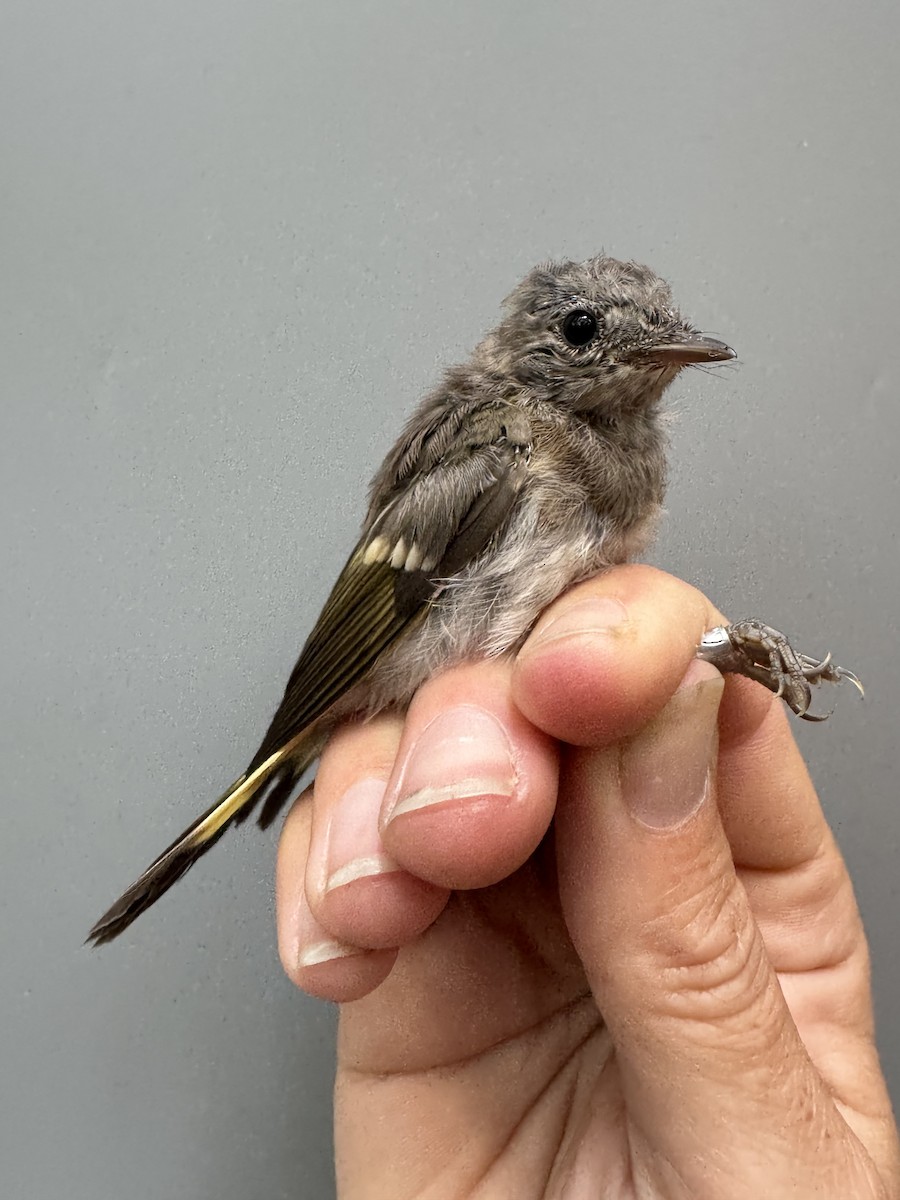 American Redstart - ML638753270