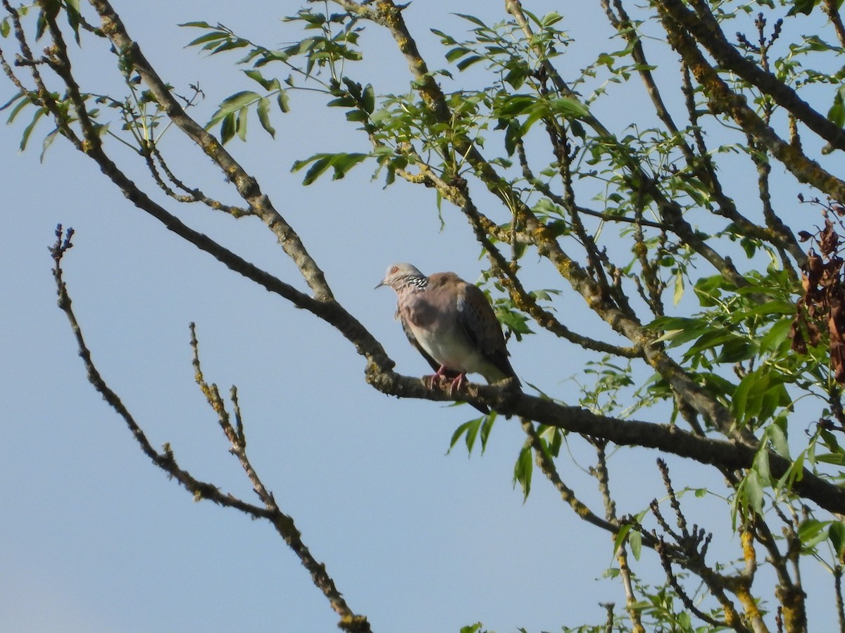 European Turtle-Dove - ML638753278