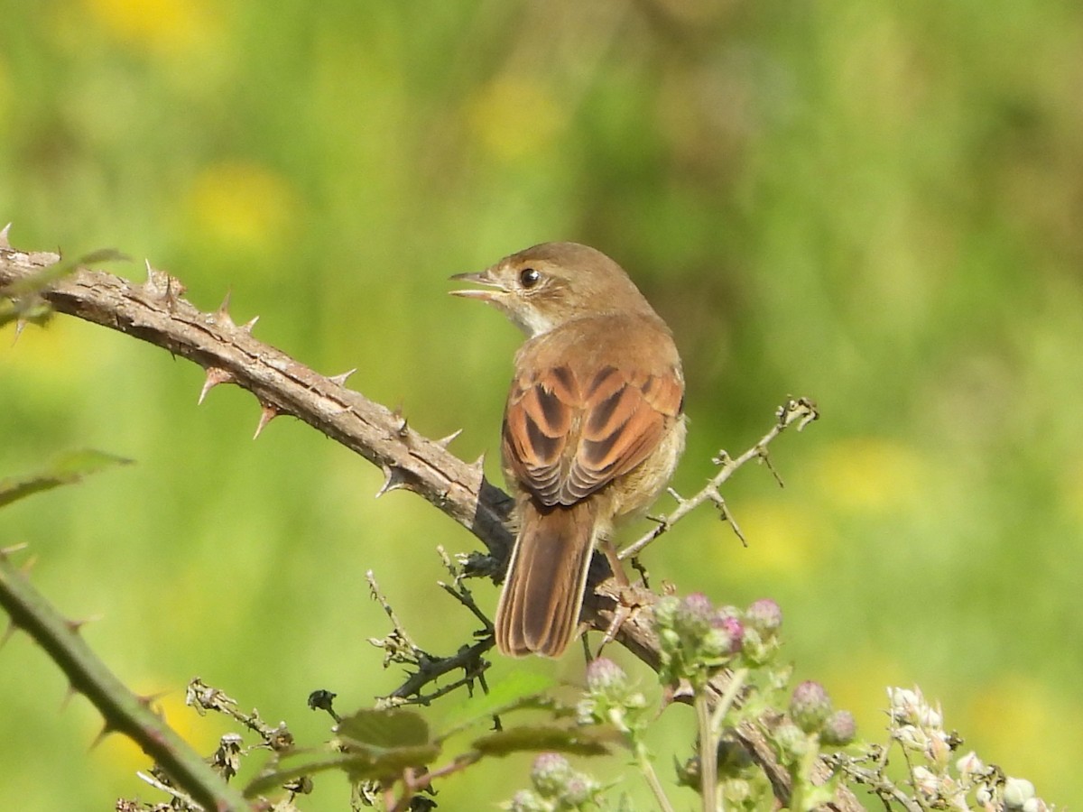 Greater Whitethroat - ML638753287