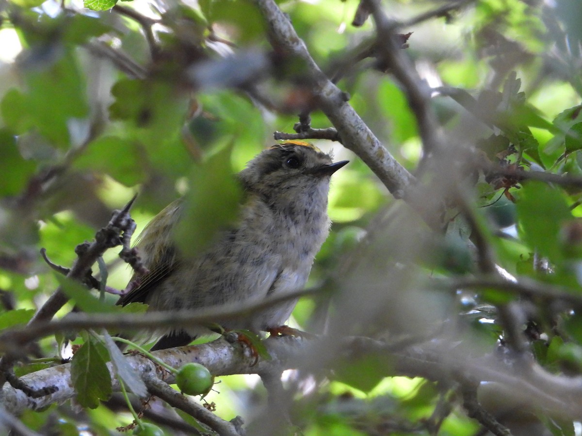 Goldcrest - ML638753288