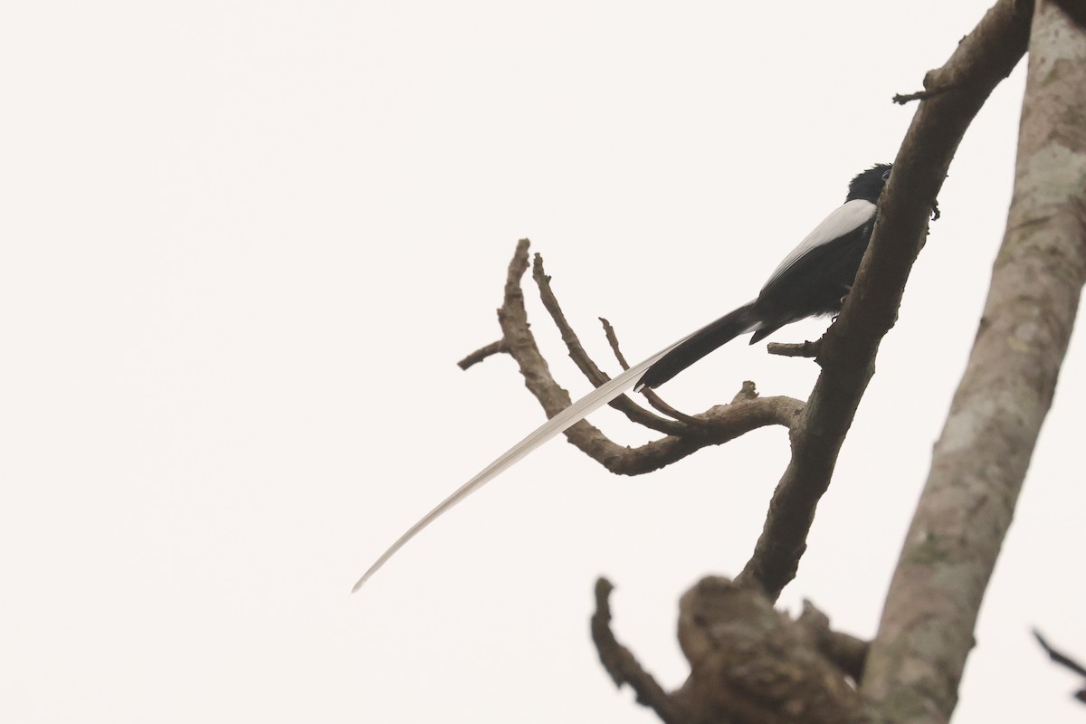 African Paradise-Flycatcher - ML638753290