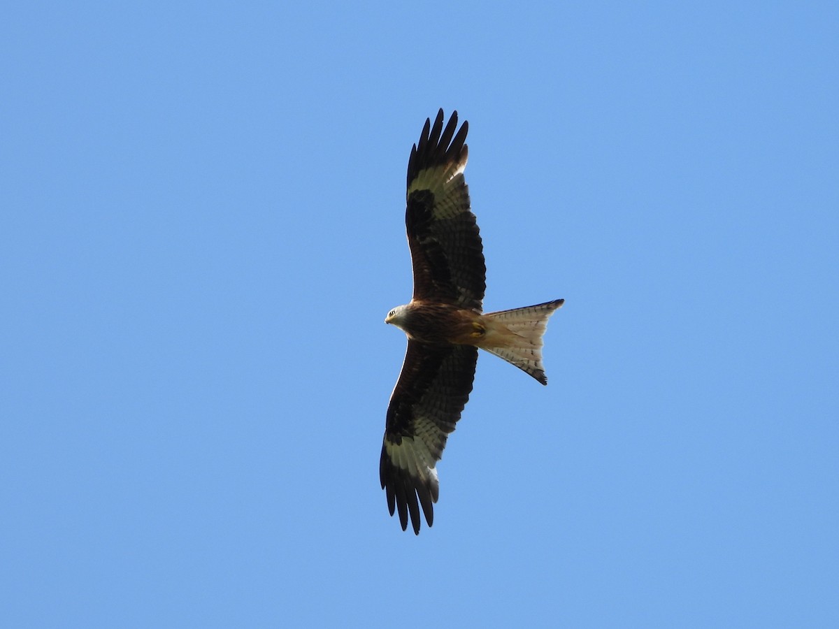 Red Kite - ML638753292