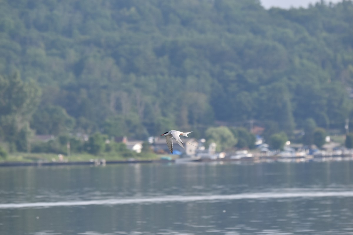 Common Tern - ML638753293