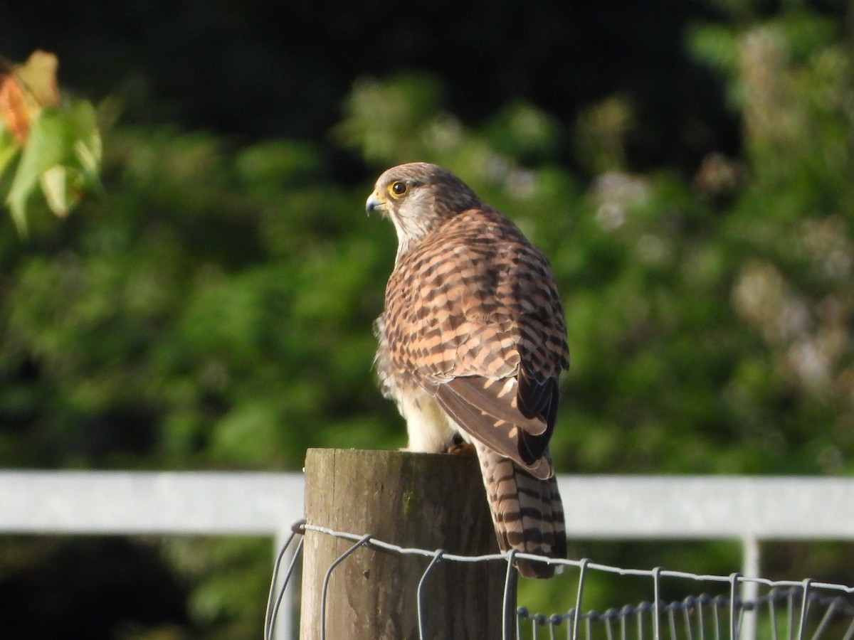 Eurasian Kestrel - ML638753294