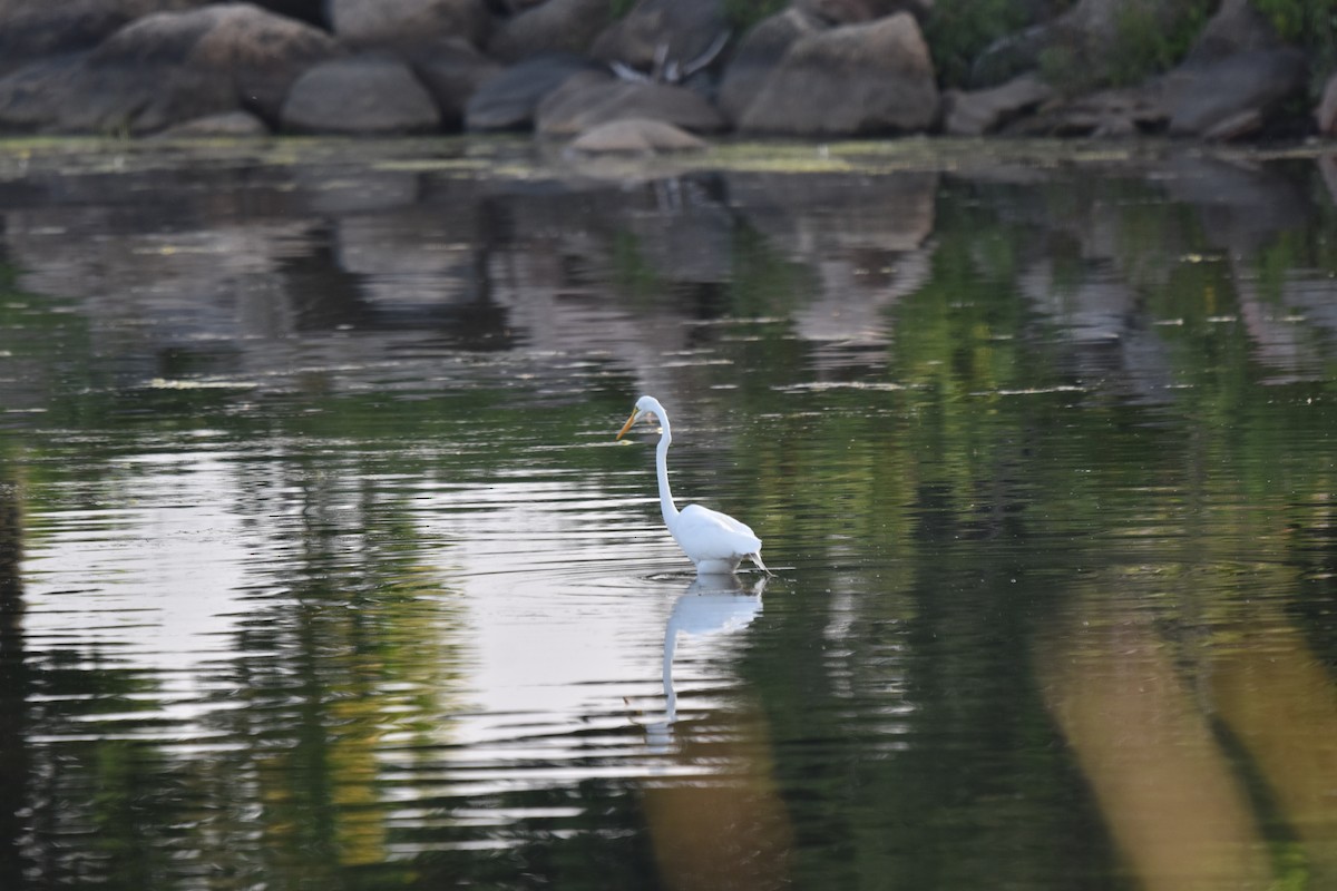 Great Egret - ML638753295
