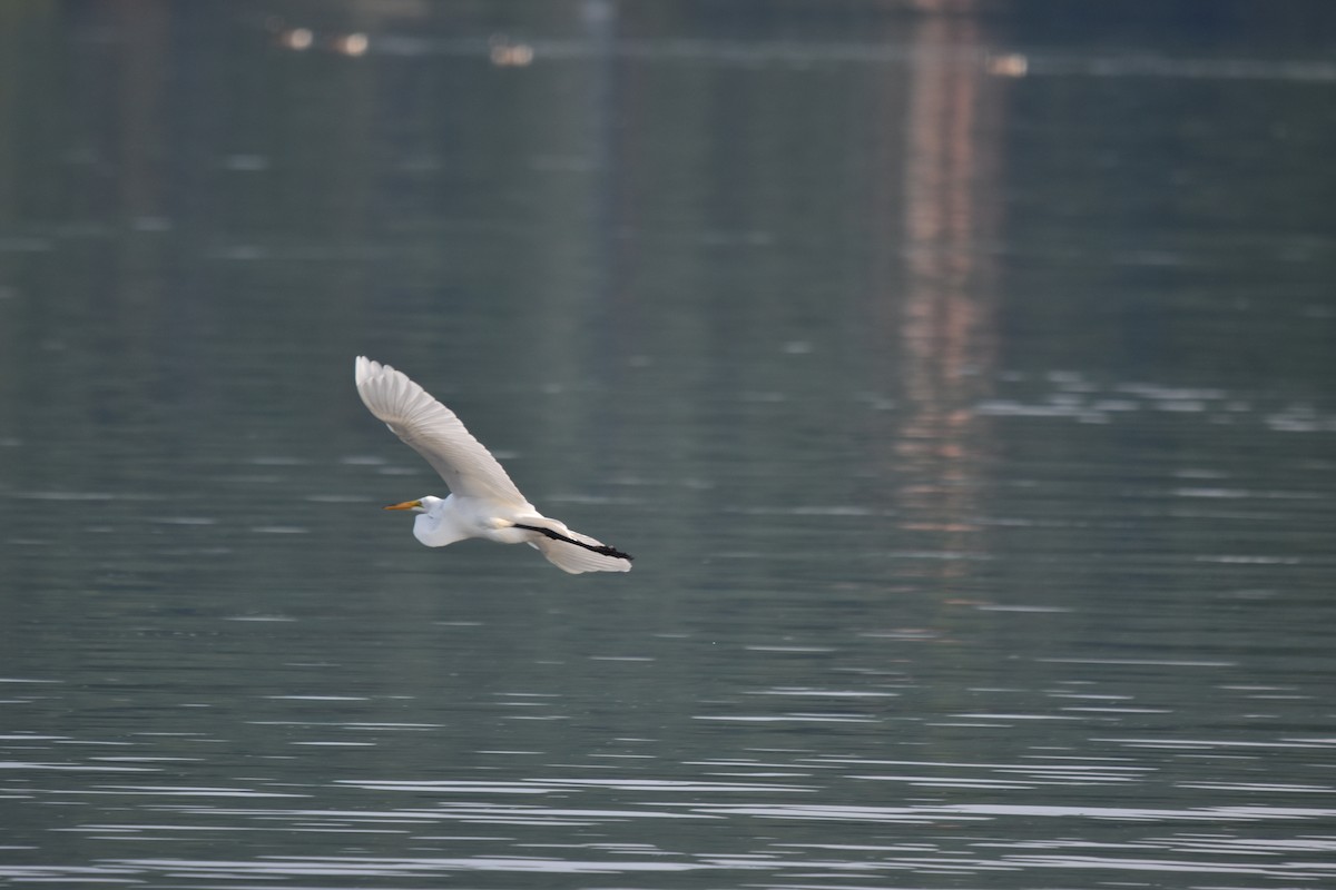 Great Egret - ML638753296