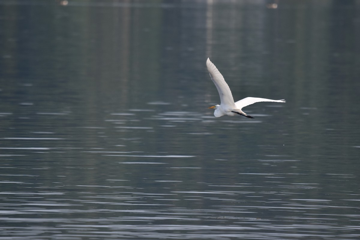 Great Egret - ML638753297