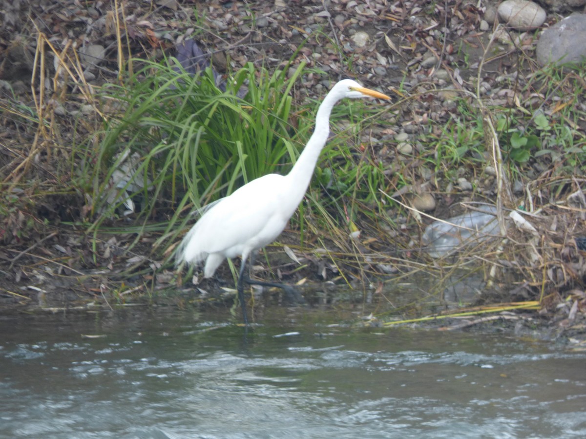 Great Egret - ML638753298