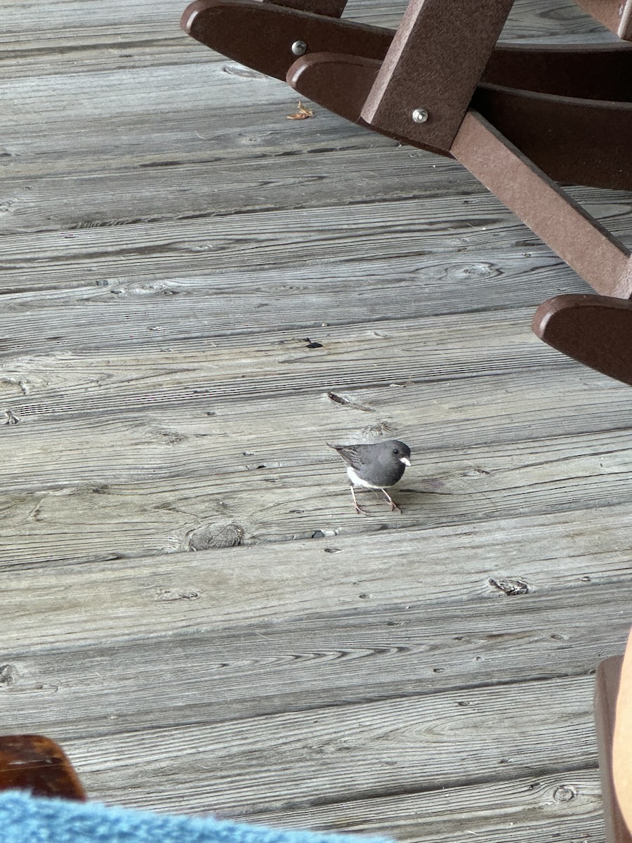 Dark-eyed Junco (Slate-colored) - ML638753305