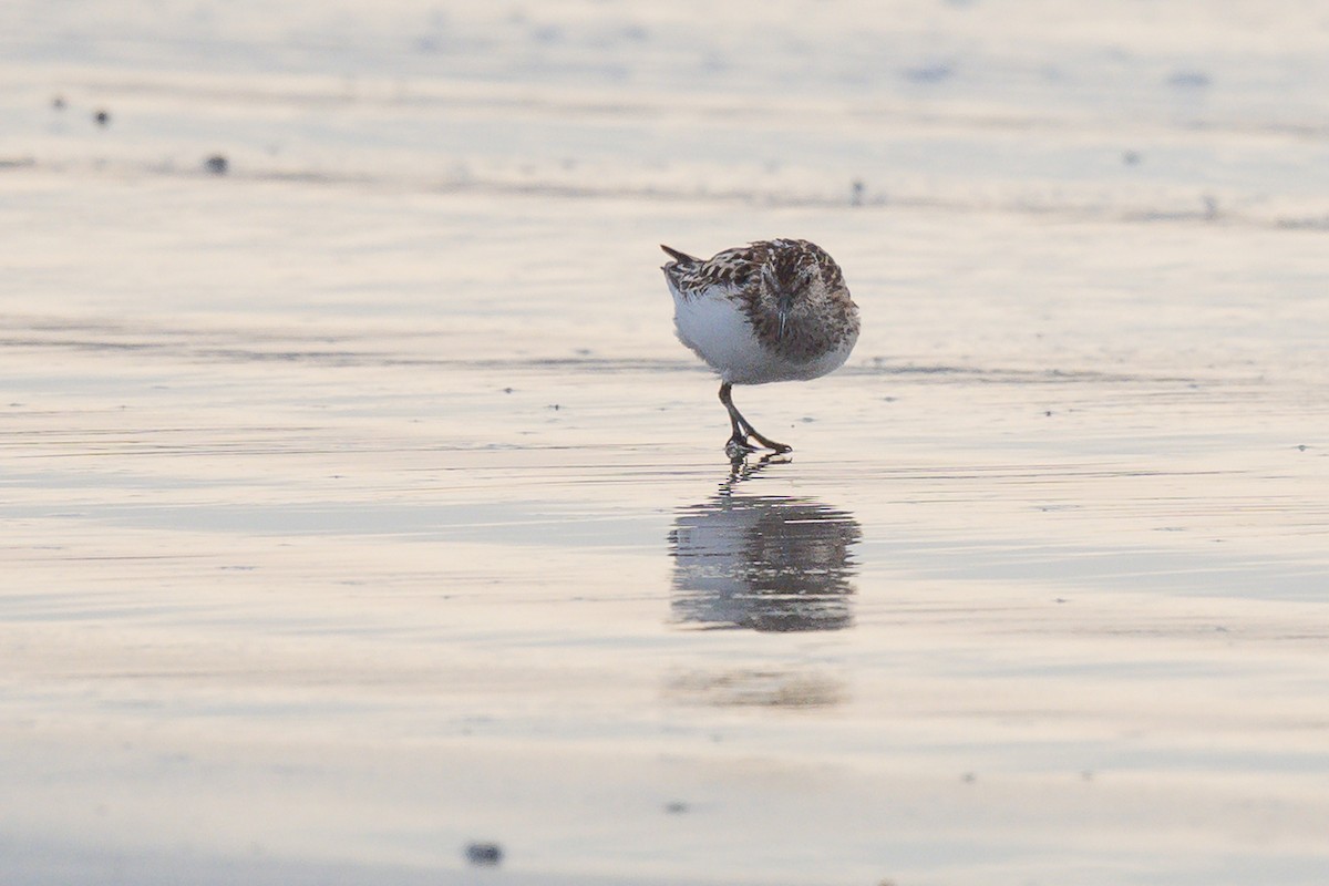 Least Sandpiper - ML638753313