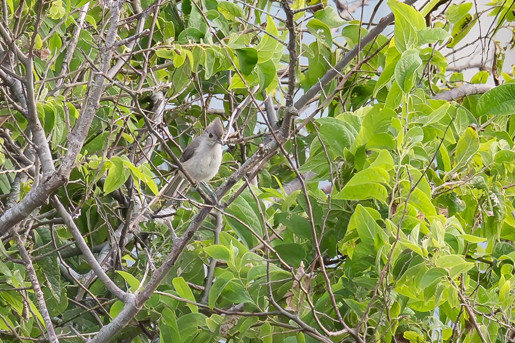 Tufted Titmouse - ML638753325