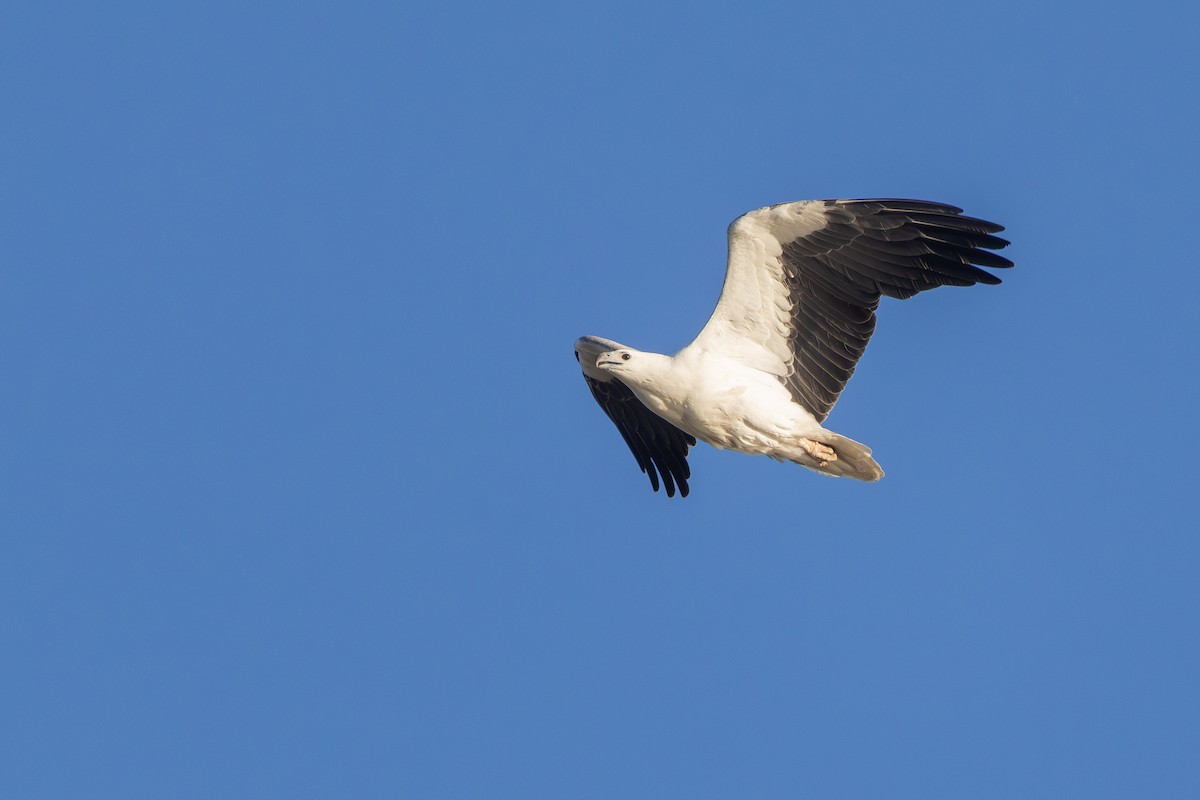 White-bellied Sea-Eagle - ML638753334