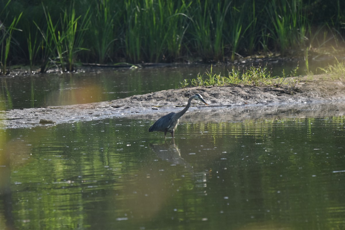 Great Blue Heron - ML638753339