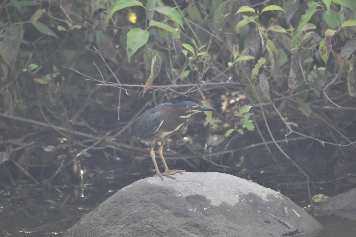 Green Heron - ML638753340