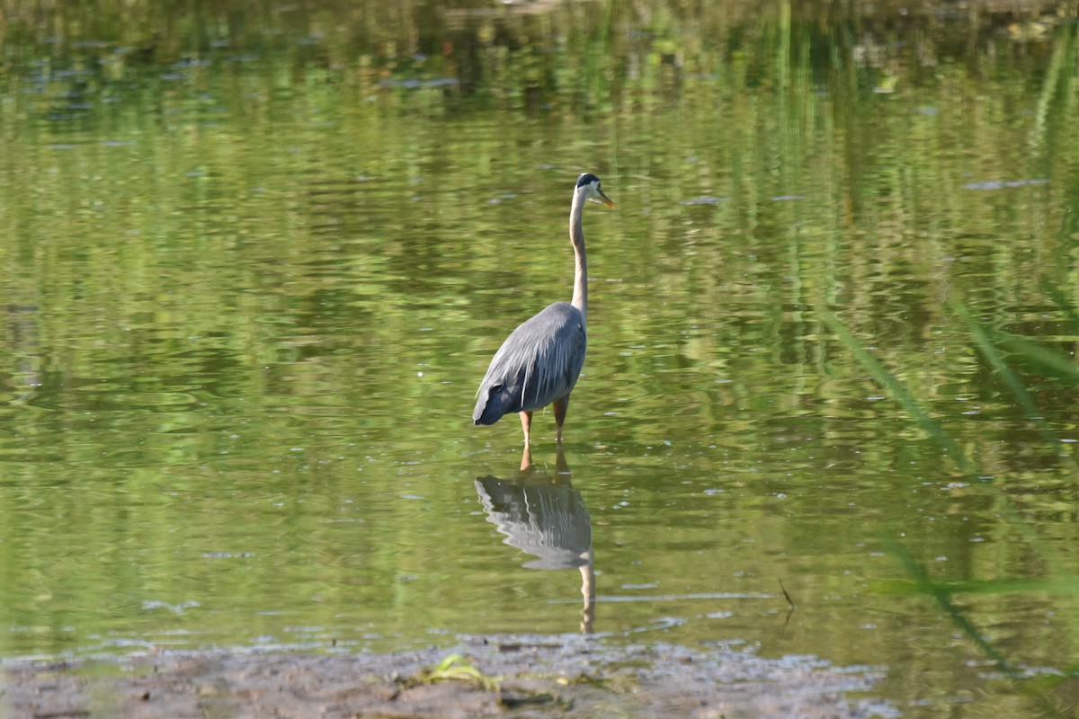 Great Blue Heron - ML638753347