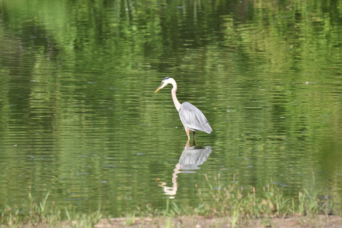 Great Blue Heron - ML638753349