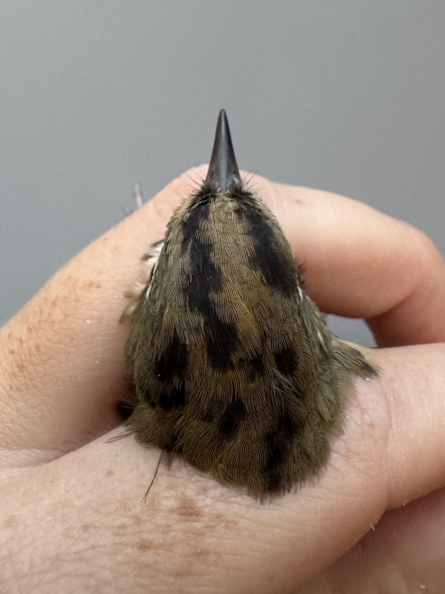 Ovenbird - ML638753351