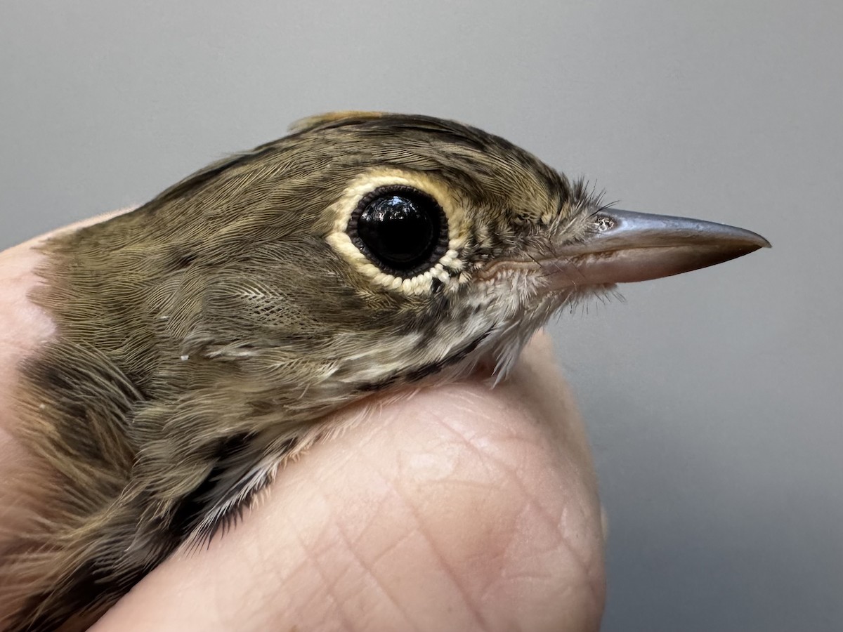 Ovenbird - ML638753352