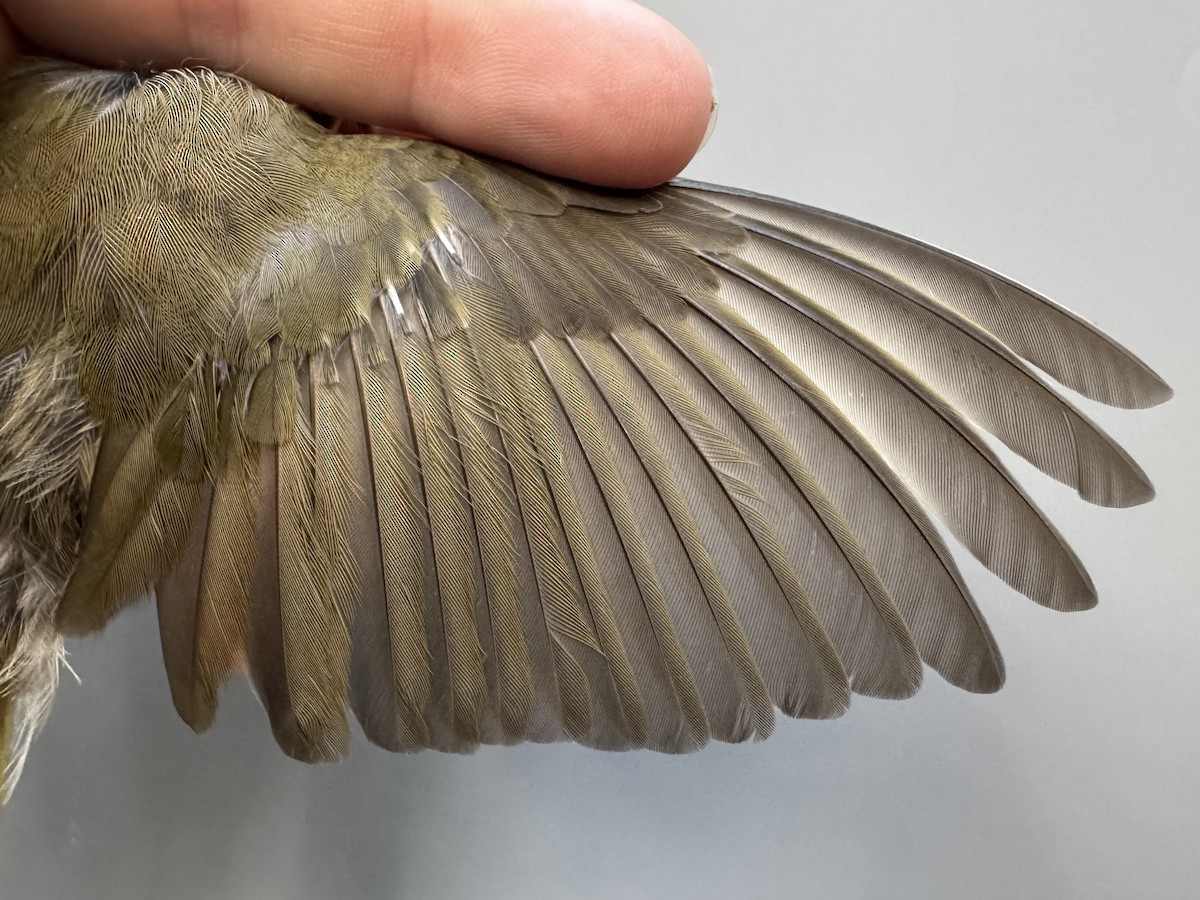 Ovenbird - ML638753353