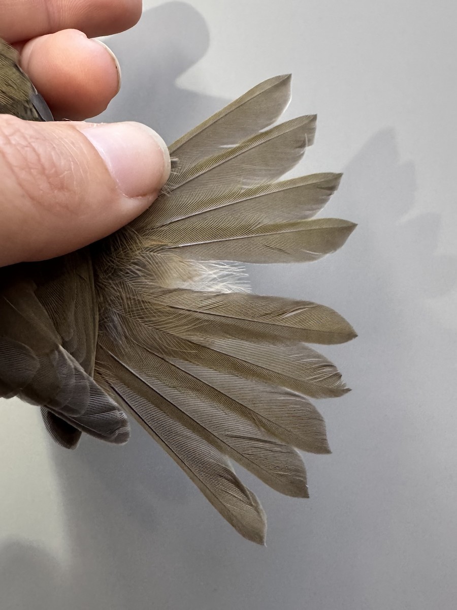 Ovenbird - ML638753354