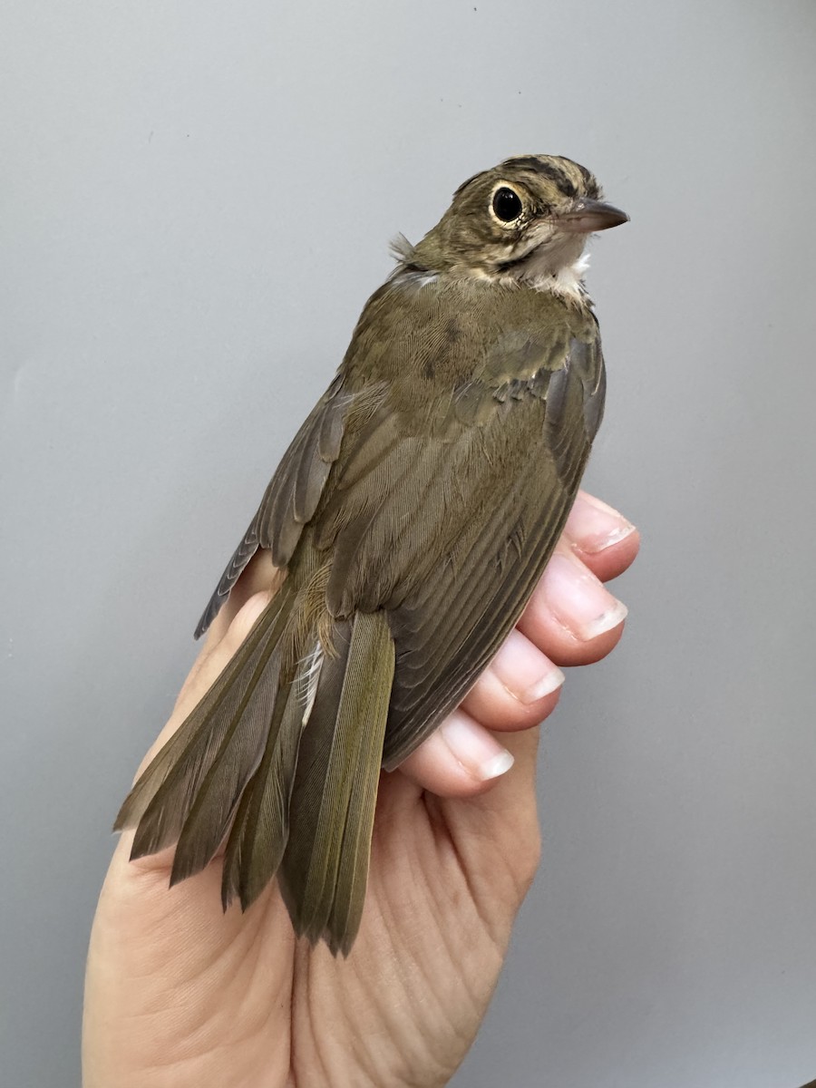Ovenbird - ML638753355