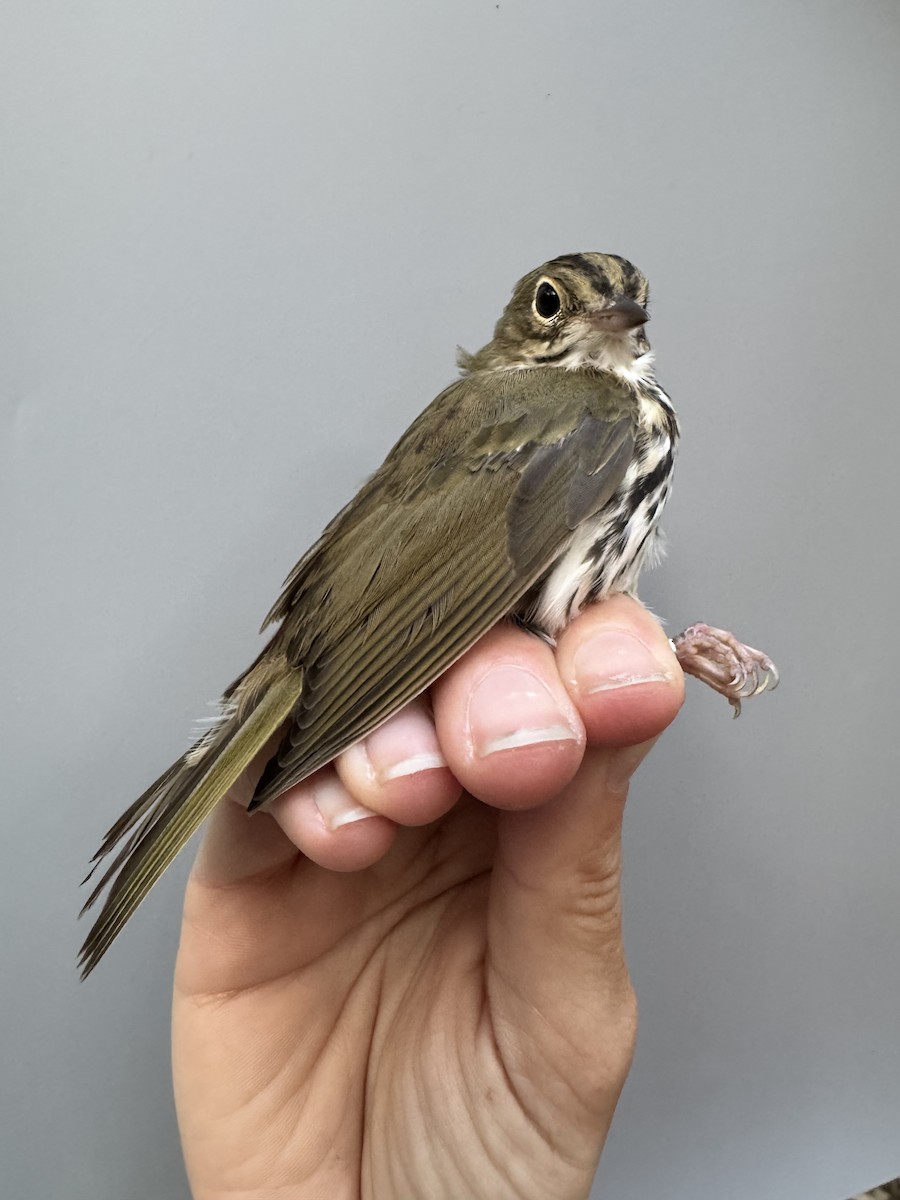Ovenbird - ML638753356