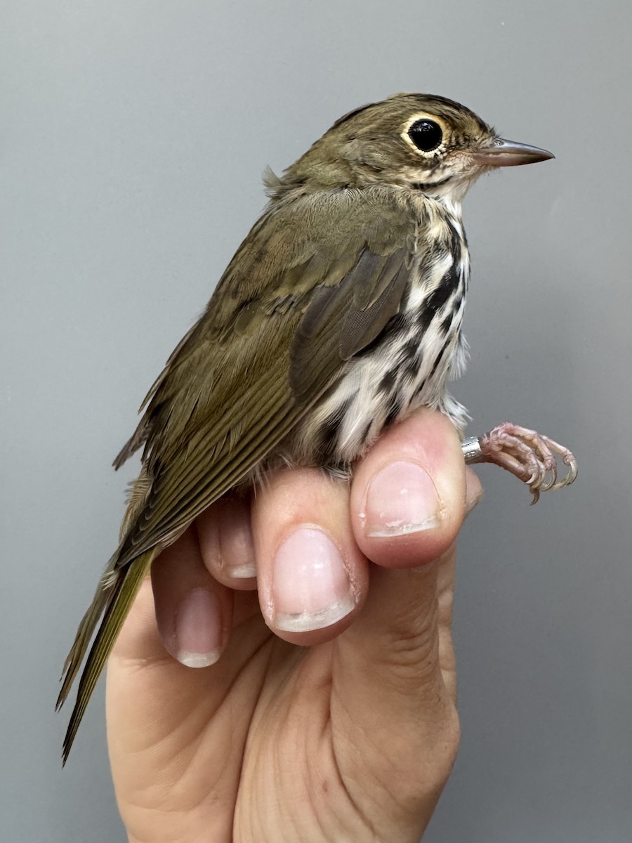 Ovenbird - ML638753357