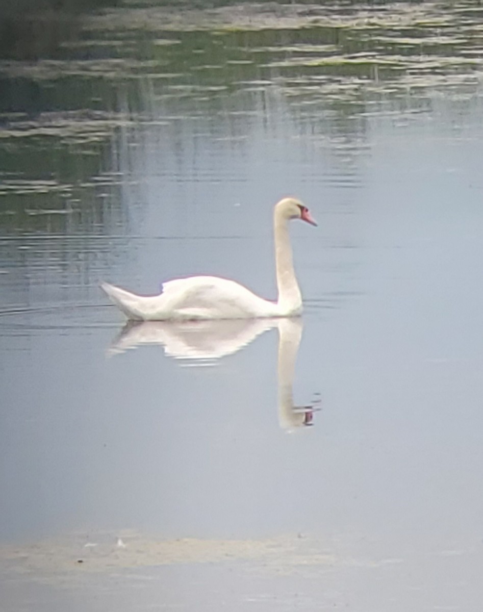 Mute Swan - ML638753361