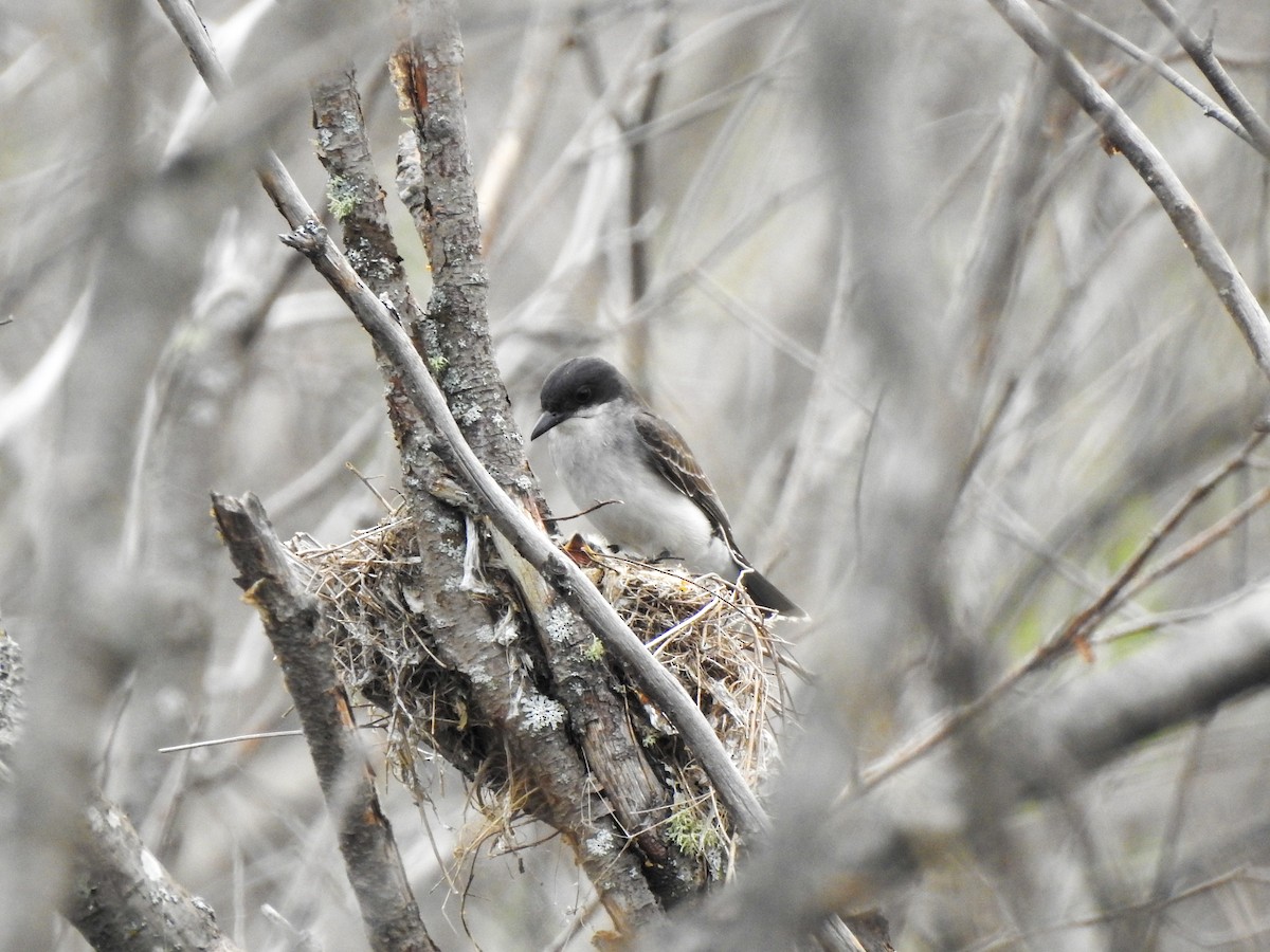 Eastern Kingbird - ML638753362