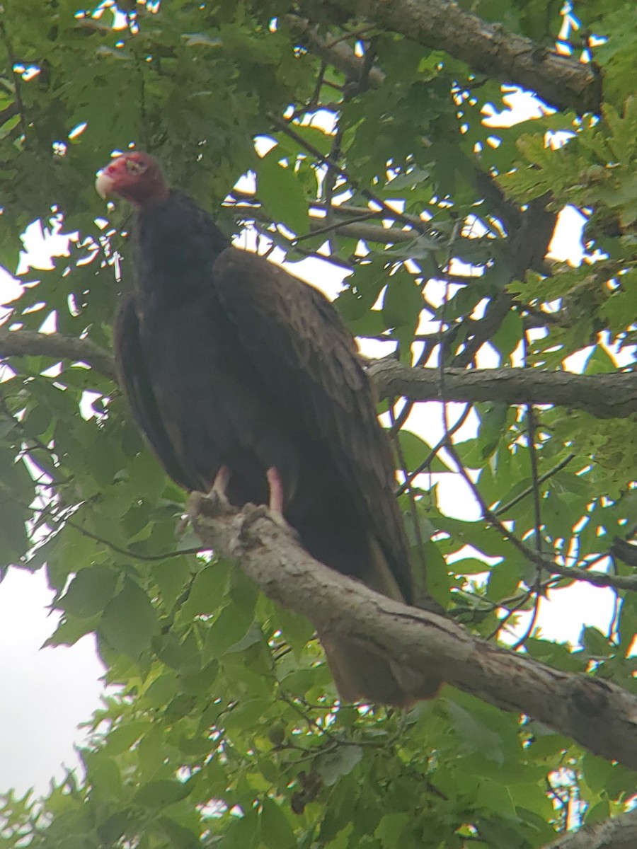 Turkey Vulture - ML638753364