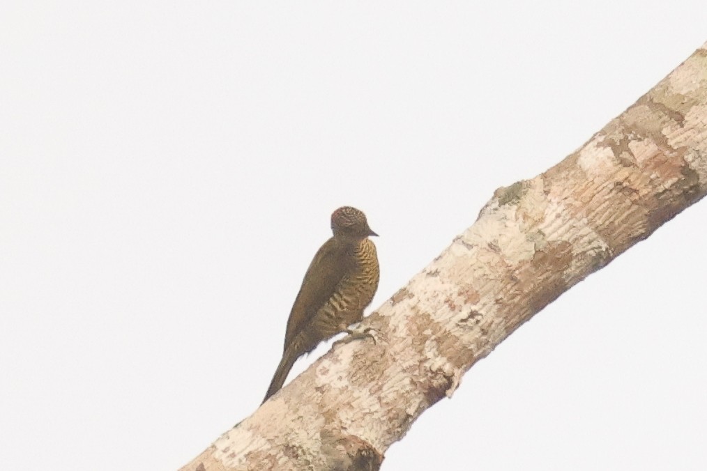 Green-backed Woodpecker - ML638753366
