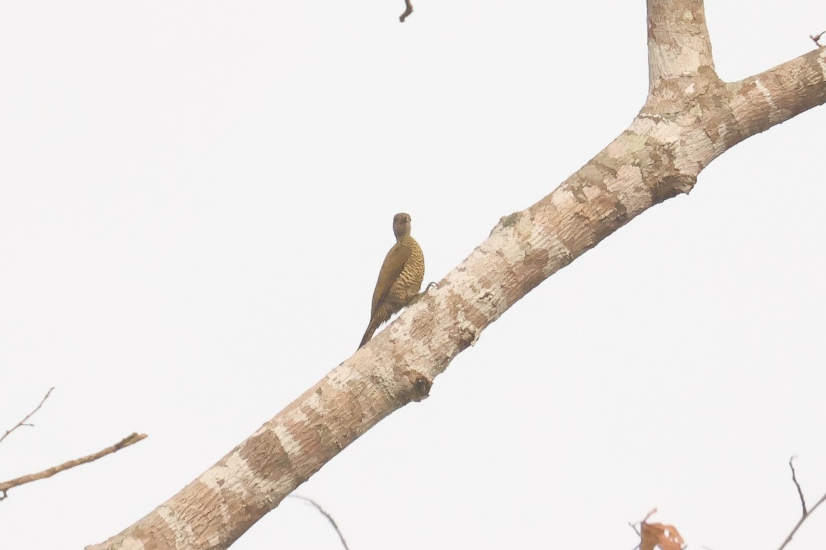 Green-backed Woodpecker - ML638753367