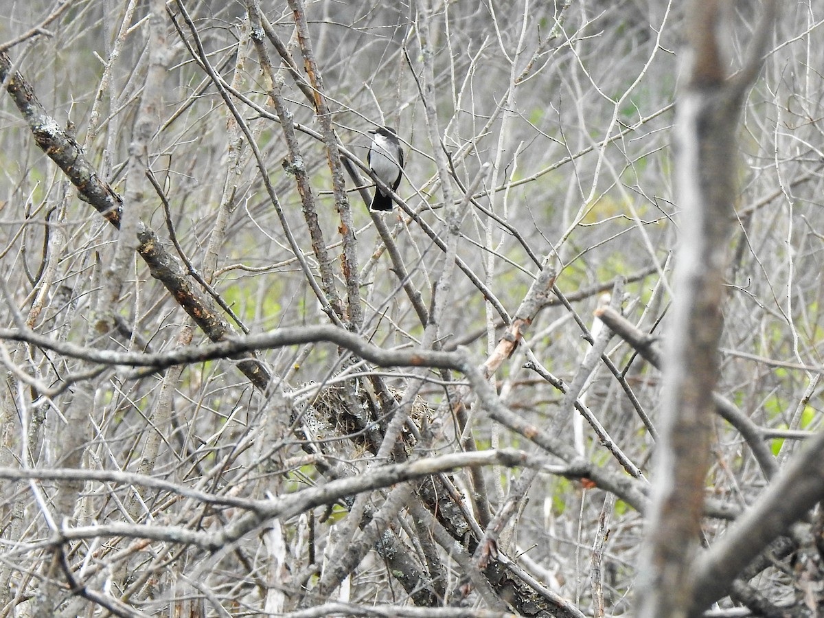 Eastern Kingbird - ML638753370