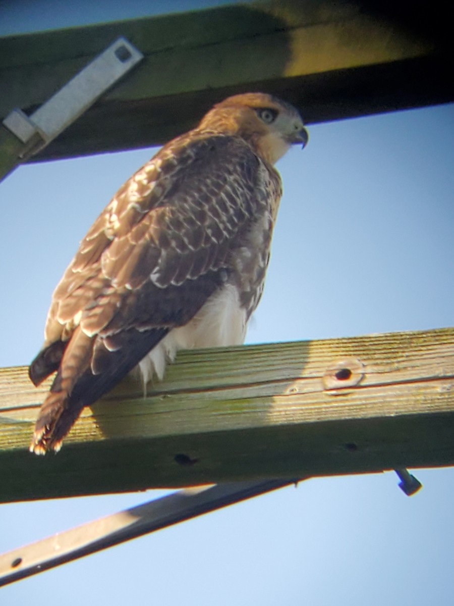 Red-tailed Hawk - ML638753374