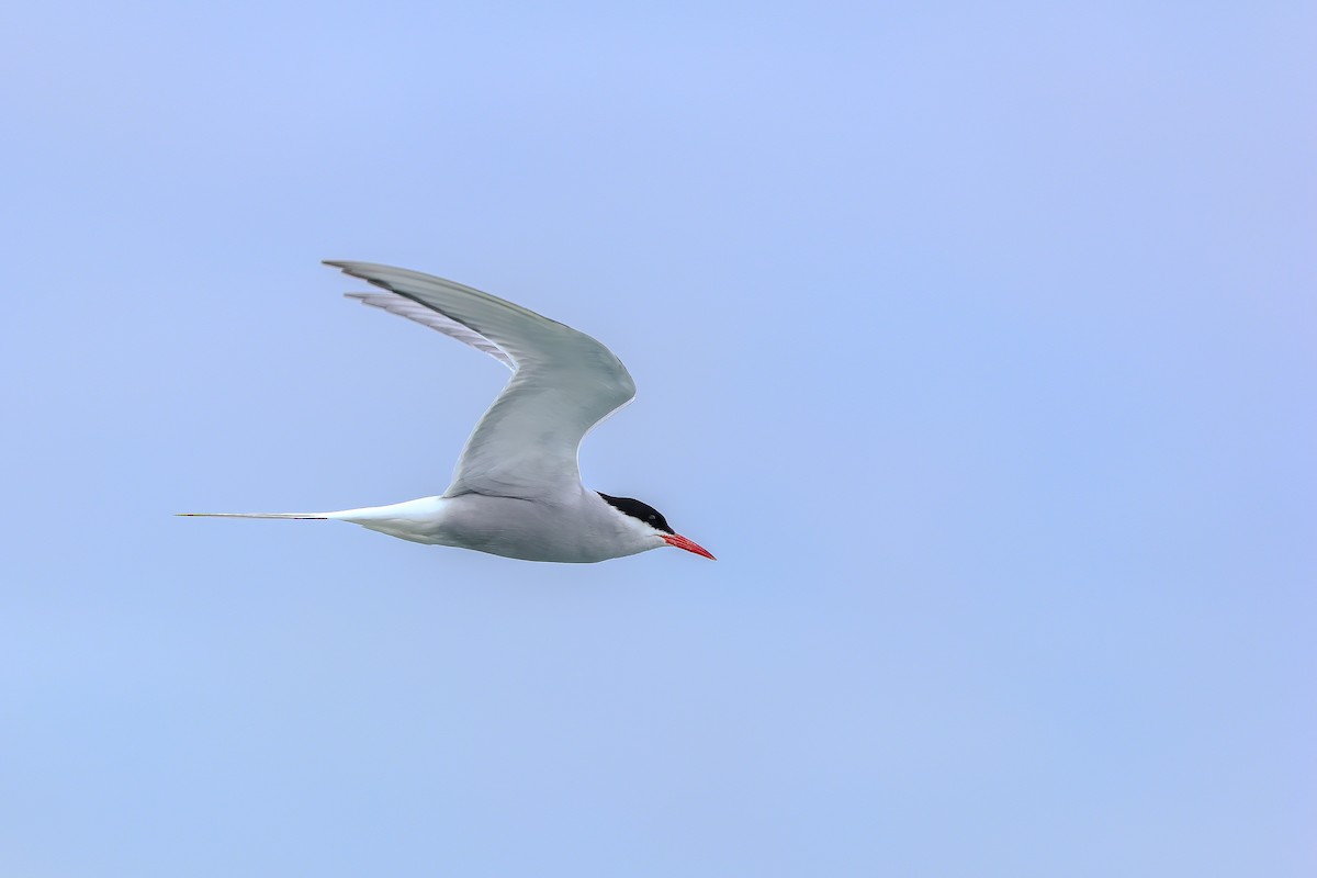 Arctic Tern - ML638753379
