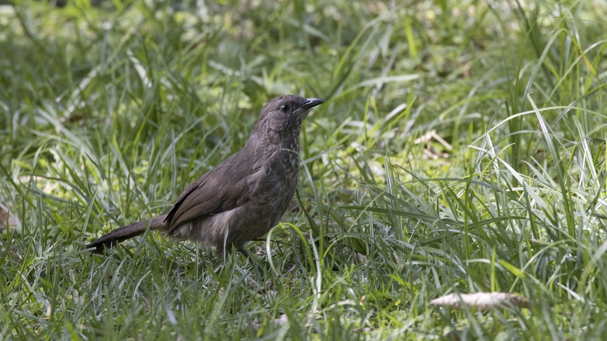 Arrow-marked Babbler - ML638753381
