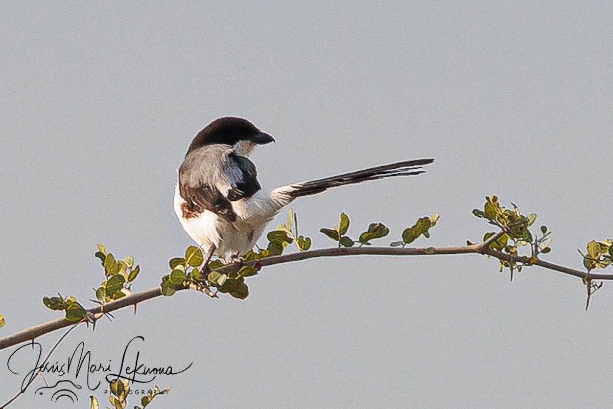 Long-tailed Fiscal - ML638753382