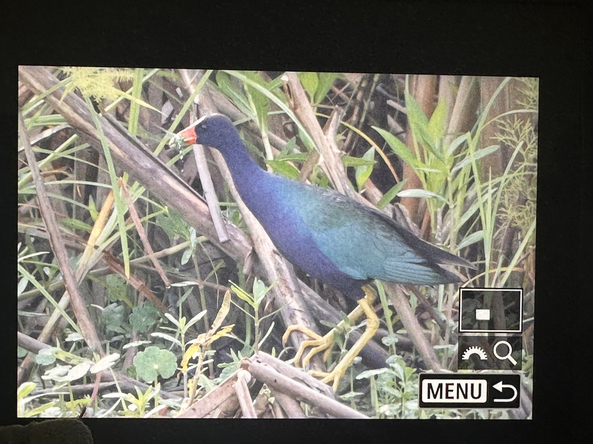 Purple Gallinule - ML638753387