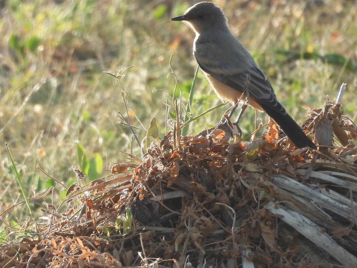 Say's Phoebe - ML638753450