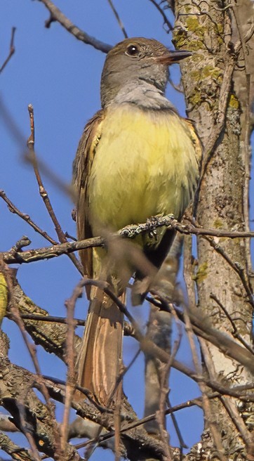 Great Crested Flycatcher - ML638753453