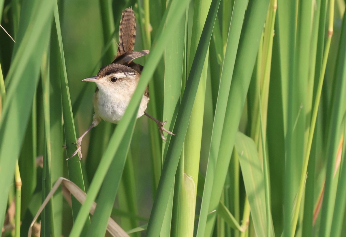 Marsh Wren - ML638753454
