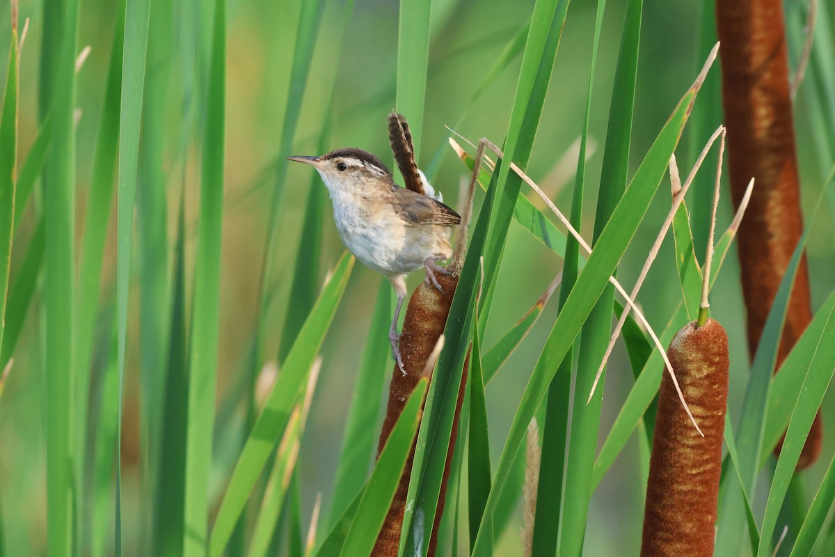 Marsh Wren - ML638753456
